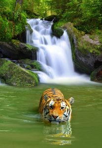 tiger in waterfall